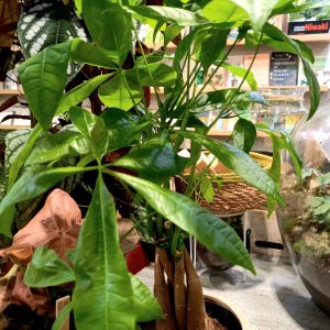 Pachira aquatica