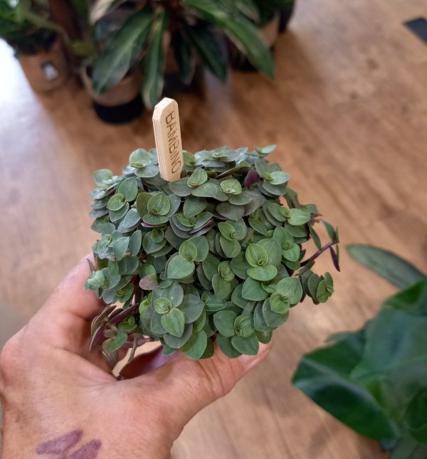 Callisia ‘Turtle’ 6cm pot