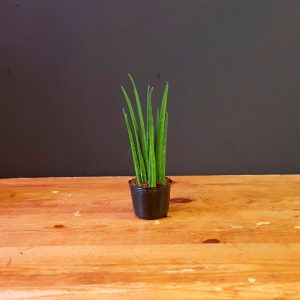 Sansevieria ‘Mikado’ 4cm diameter