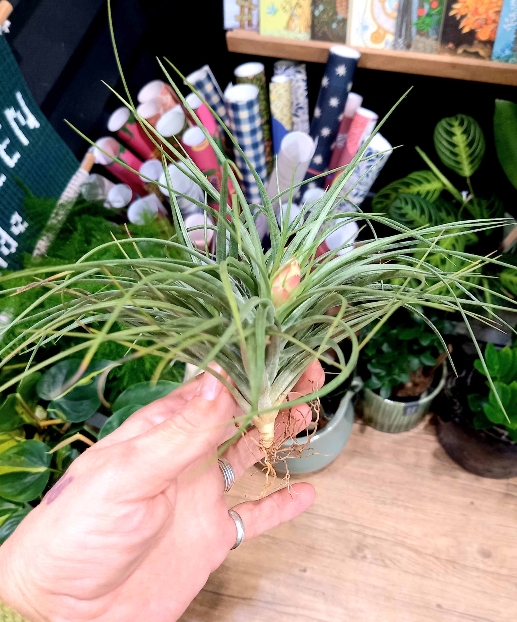 Tillandsia stricta