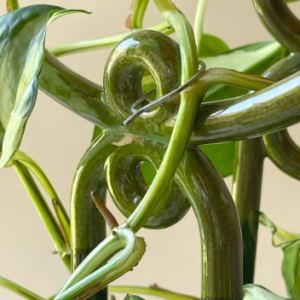 Bergs Potter Yuma Plant Support Moss Green