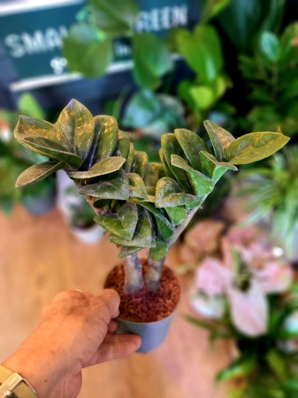 Zamioculcas ‘Zenzi’ 9cm diameter pot