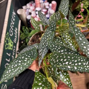 Begonia ‘Tamaya’