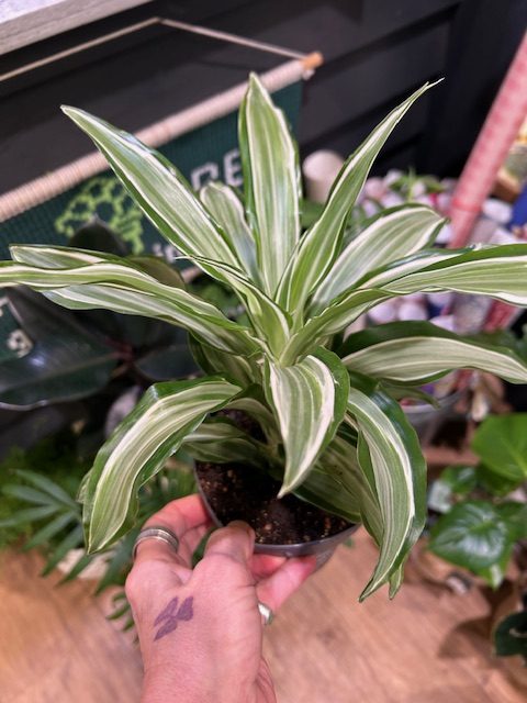 Dracaena ‘Kanzi’