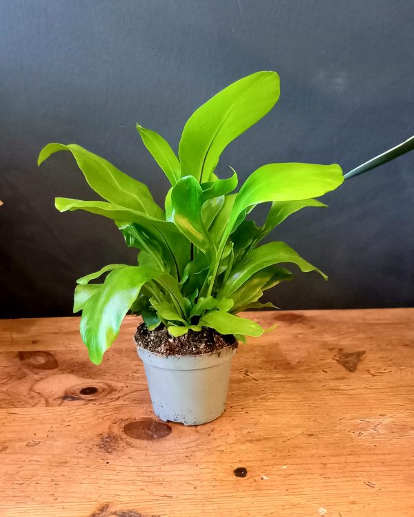 Asplenium ‘Nidus’