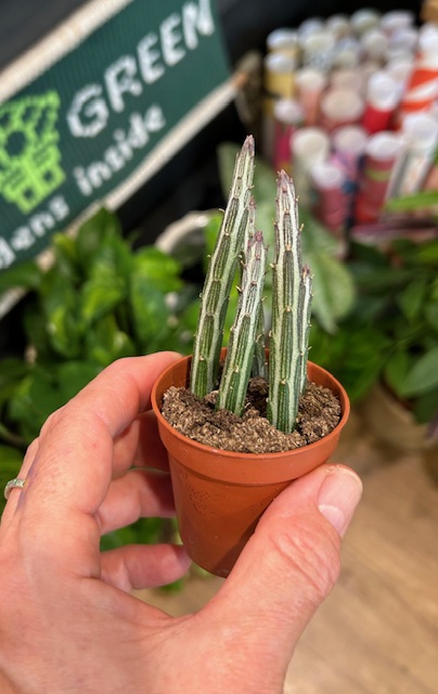Stapelia stapeliiformis the candle stick plant