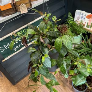 Aeschynanthus marmoratus