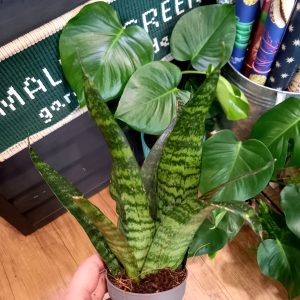 Sansevieria ‘Black Coral’ 12cm