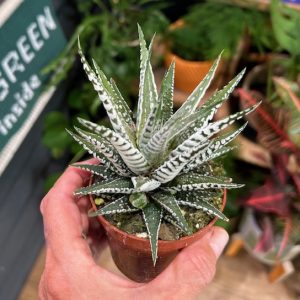 Haworthia fasciata ‘Alba’