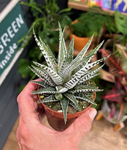 Haworthia fasciata ‘Alba’