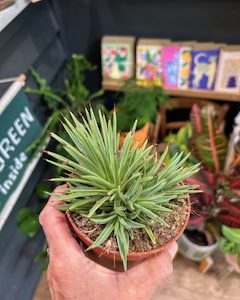 Agave stricta ‘Nana’