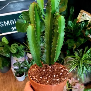 Euphorbia trigona green 12cm diameter