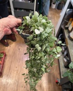 Ceropegia linearis 'Iris'