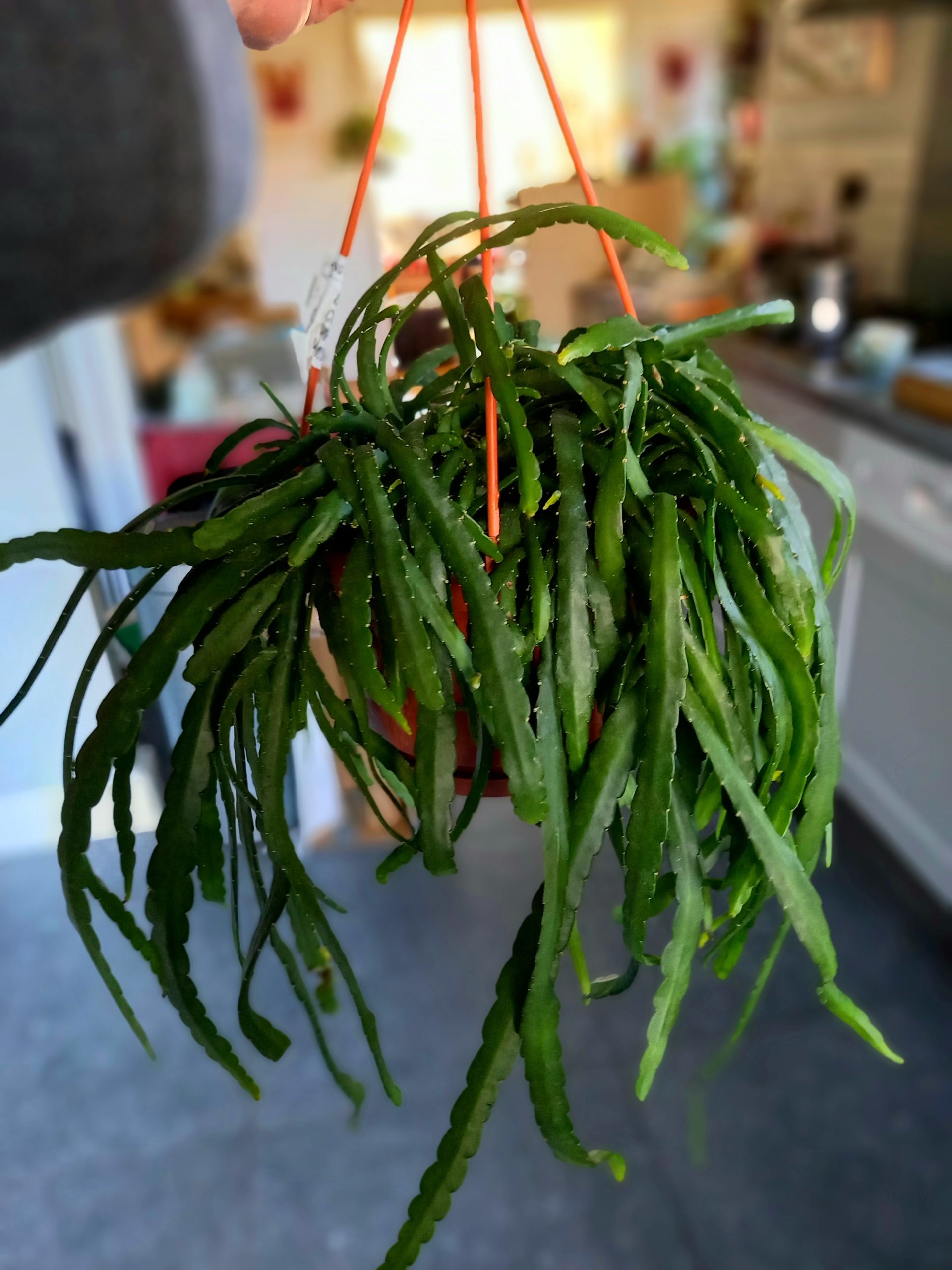 Lepismium bolivianum