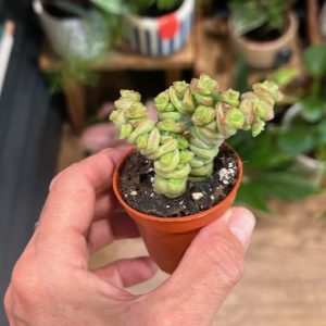 Crassula marnieriana
