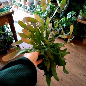 Rhipsalis ‘Red Coral’