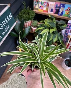 Chlorophytum ‘Vittatum’