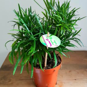Asparagus falcatus