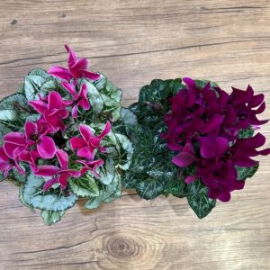 Cyclamen mix