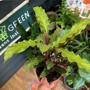 Geb & Green - Calathea rufibarba