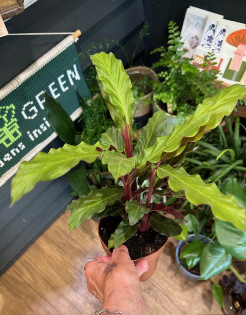 Geb & Green - Calathea rufibarba