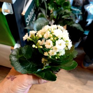 Kalanchoë white 10.5cm