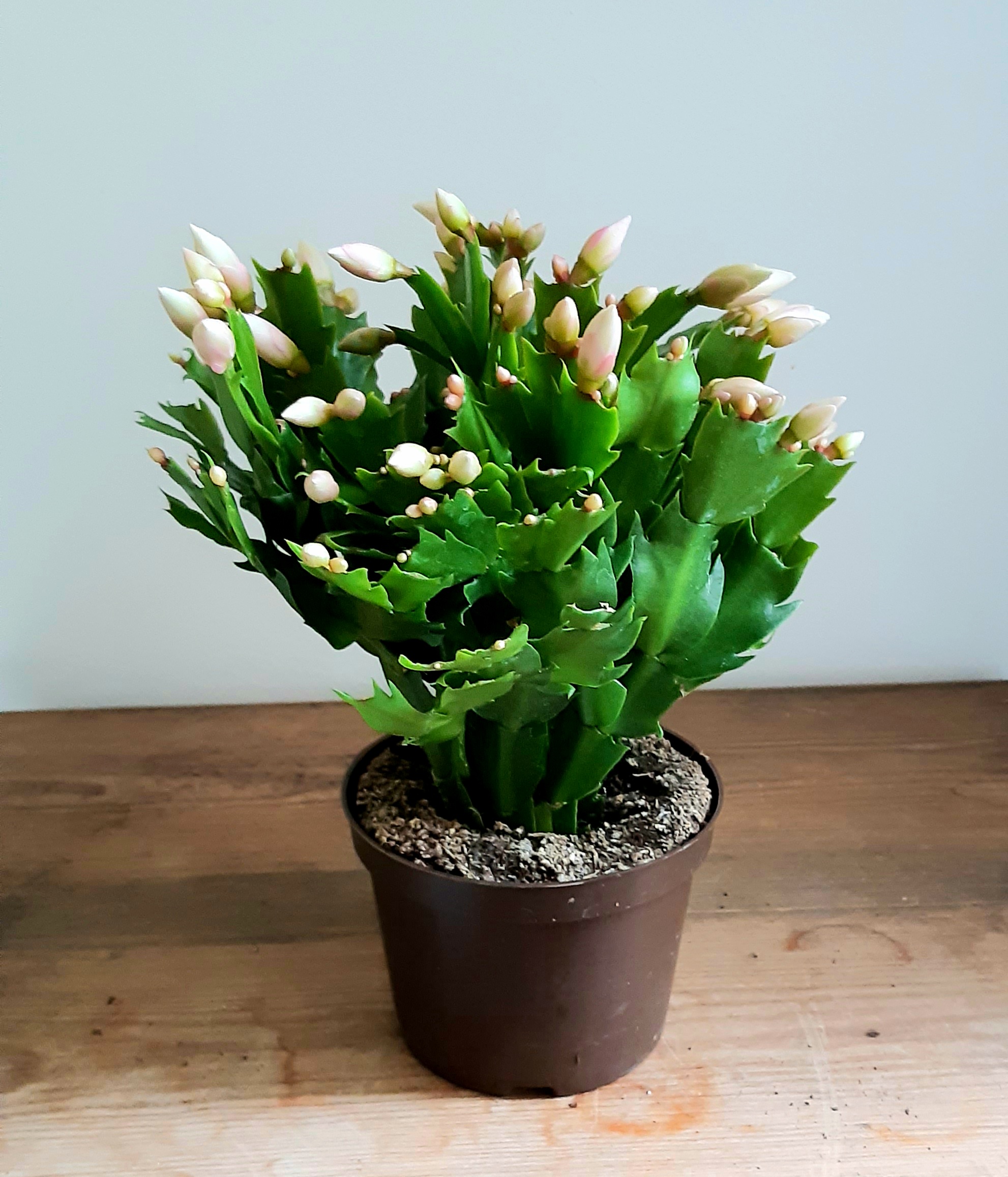 Schlumbergera white - 13cm
