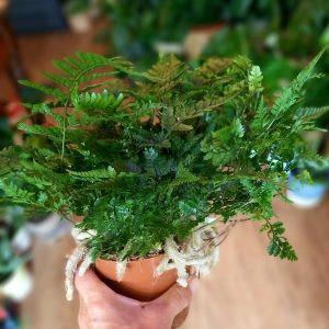 Humata tyermannii - white rabbit’s foot fern