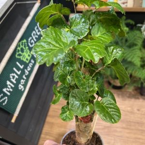 Polyscias ‘Fabian’