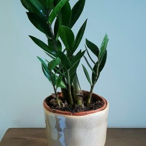 Zamioculcas ‘Lima’ 12cm