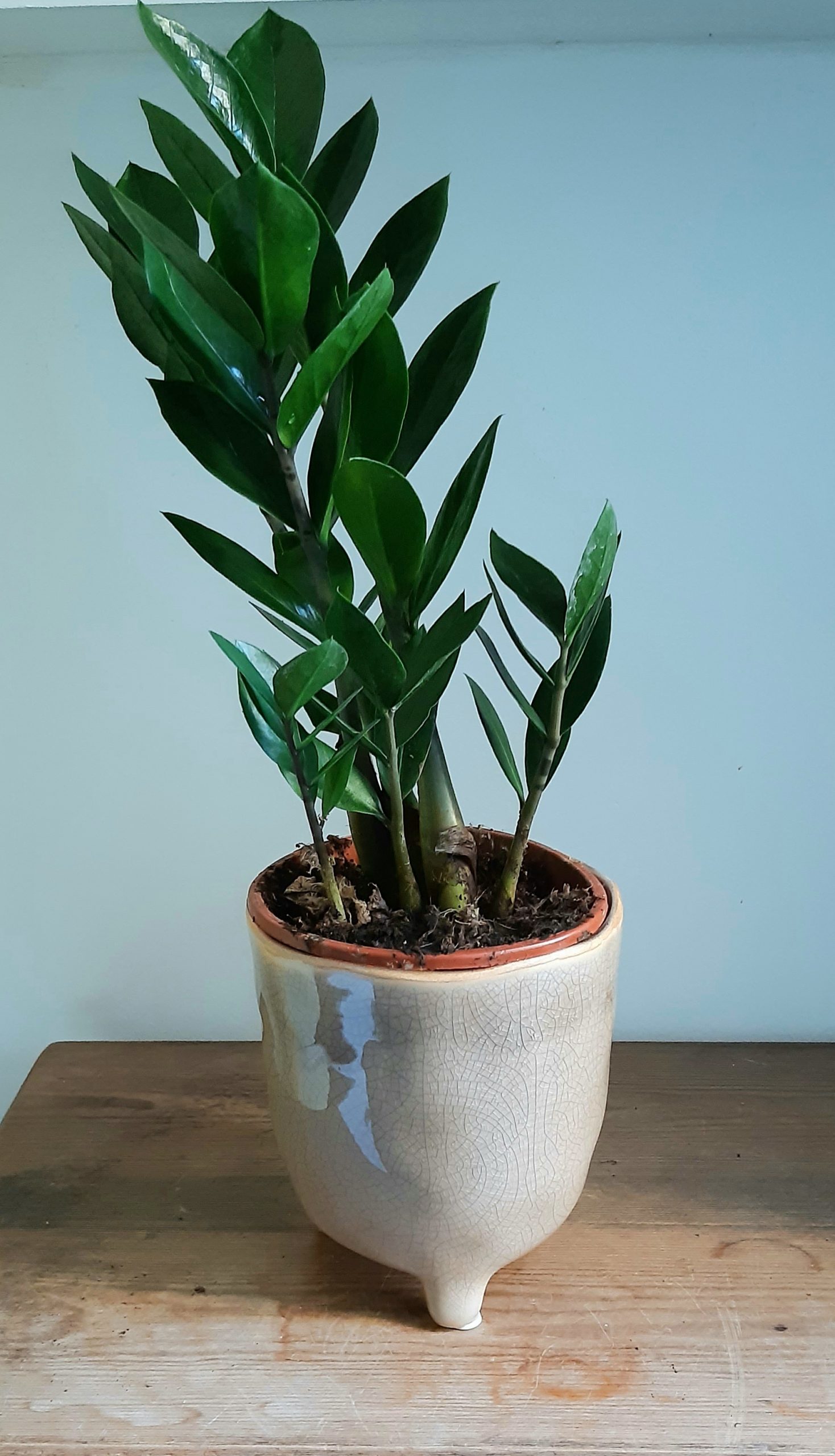 Zamioculcas ‘Lima’ 12cm