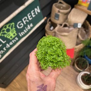 Selaginella selaginioides