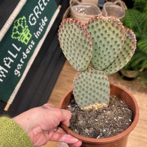 Opuntia macrocalyx