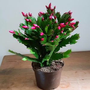 Schlumbergera Roze 10.5cm diameter pot