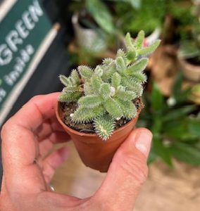 Delosperma echinatum