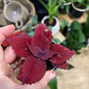 Coleus ‘Second Street’