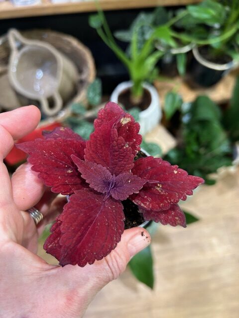 Coleus mix 6cm