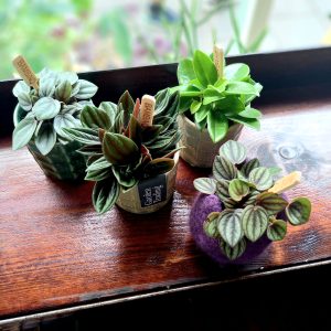 Peperormia mix 7cm diameter pot