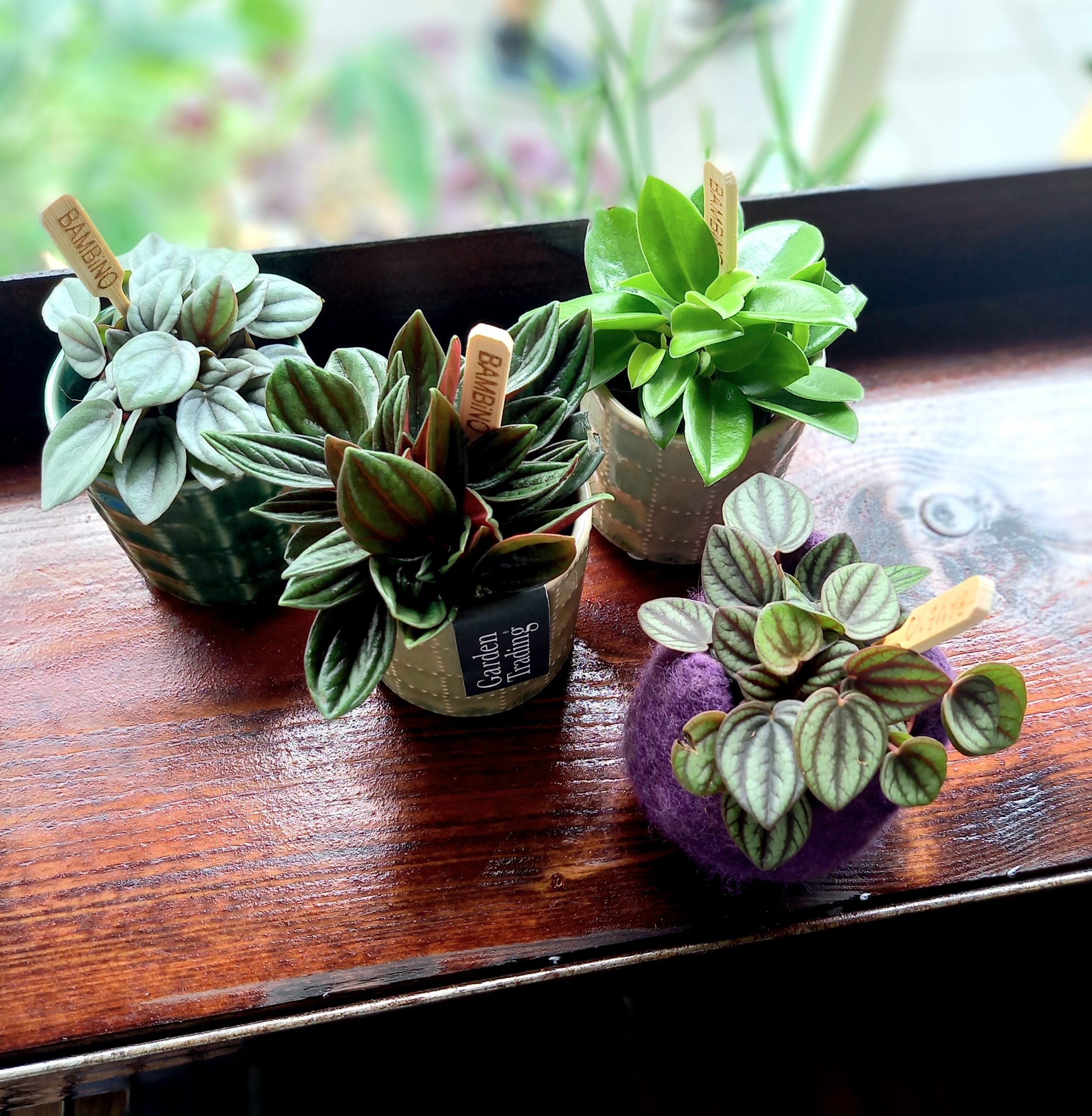 Peperormia mix 7cm diameter pot