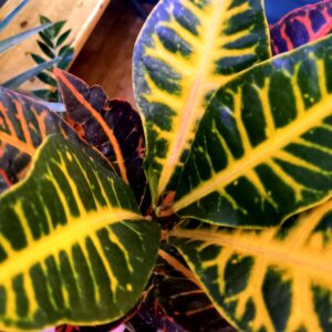 Codiaeum ‘Petra’ 17cm diameter pot