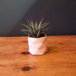 Haworthia fasciata ‘Big Band’