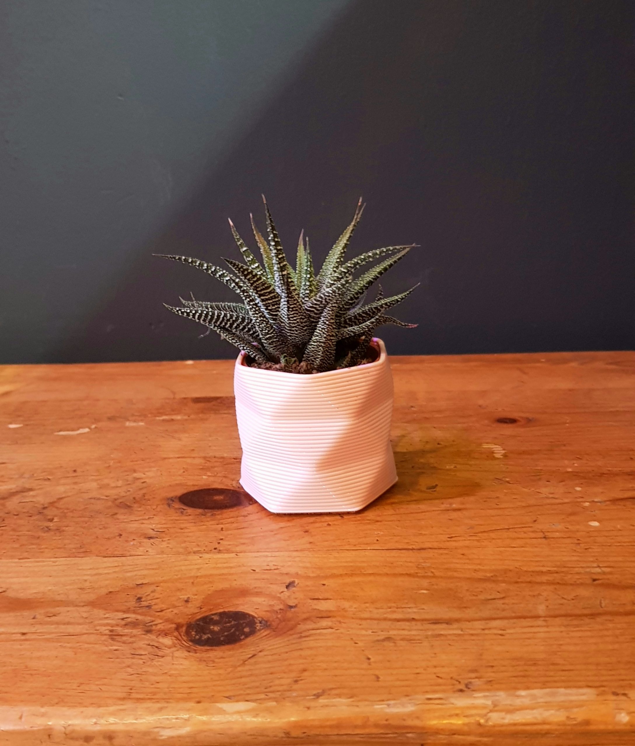 Haworthia fasciata ‘Big Band’