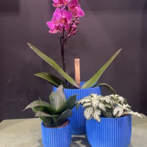 Studio No16 Sapphire Crinkle Pot