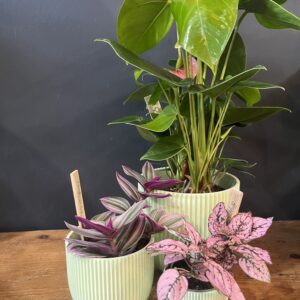 Studio No16 Mint Crinkle pot