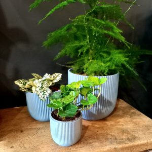 Studio No16 Crinkle Muted Blue pot