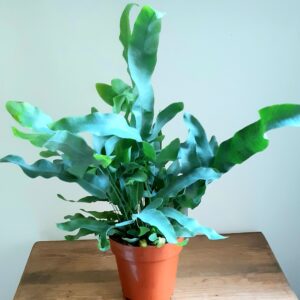 Phlebodium Mini plant