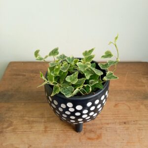 Hedera ‘White Wonder'