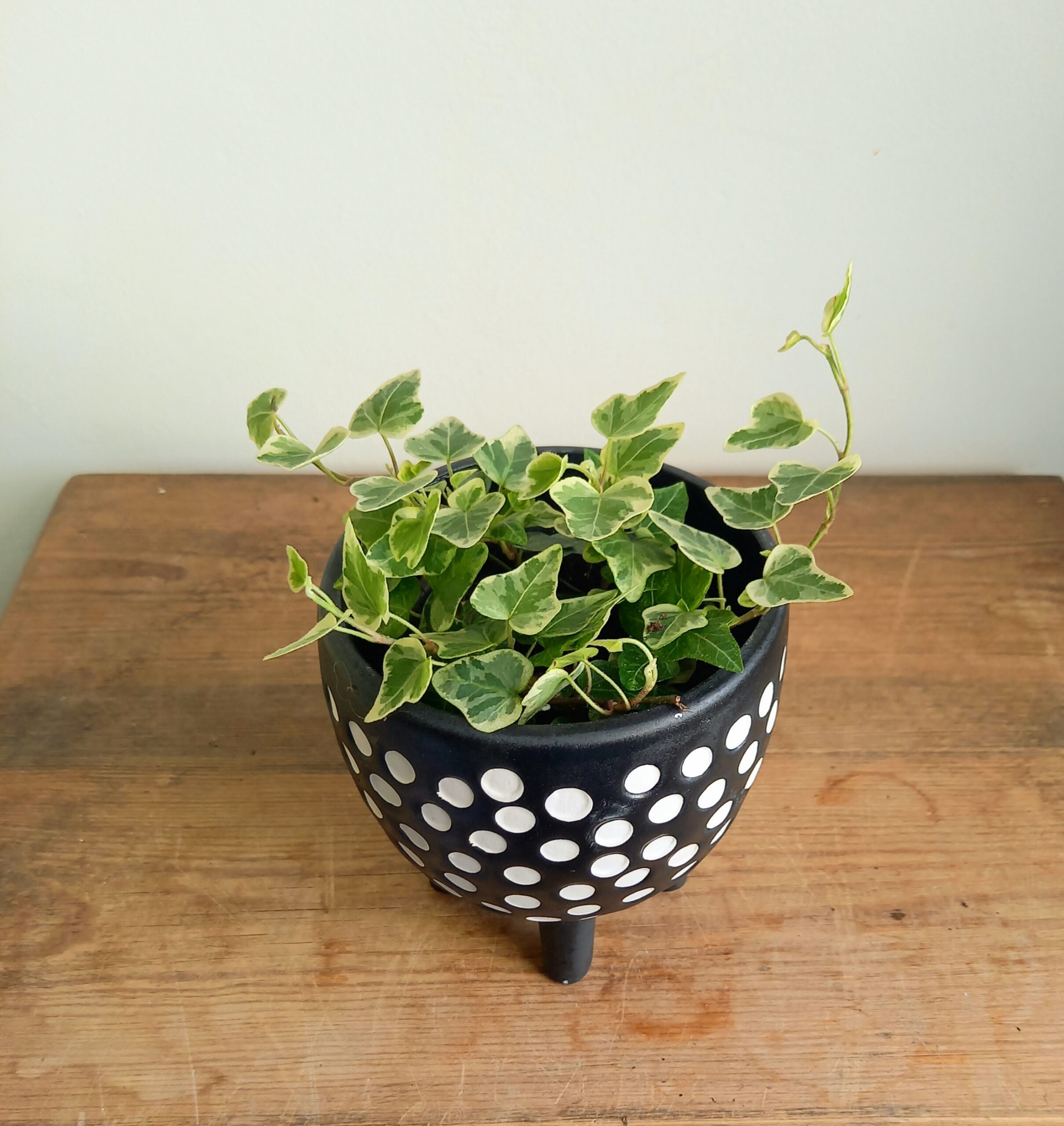 Hedera ‘White Wonder'