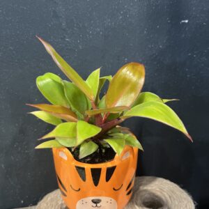 Philodendron 'Prince of Orange'