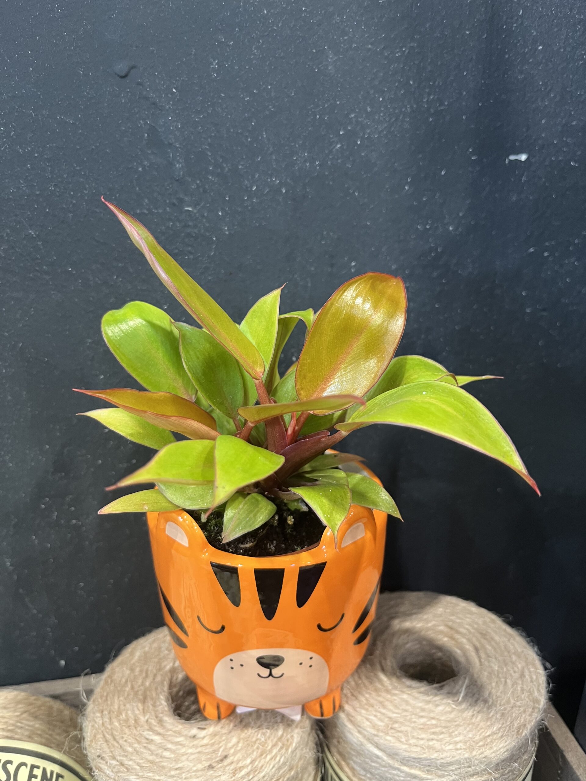 Philodendron 'Prince of Orange'